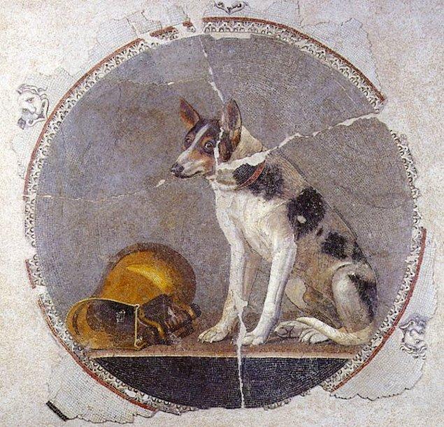 12. Bu 2000 yıllık bir mozaikte, suçlu bir köpek ve kırdığı vazo tasvir edilmiştir.