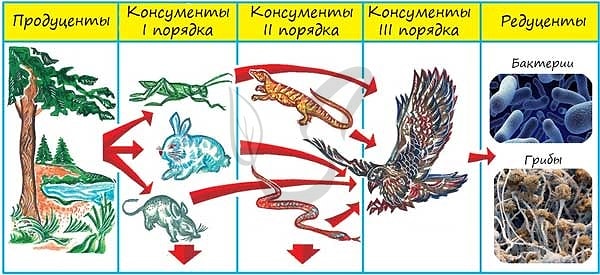 6. Не будь вы человеком, на какой ступени в пищевой пирамиде вы бы стояли?