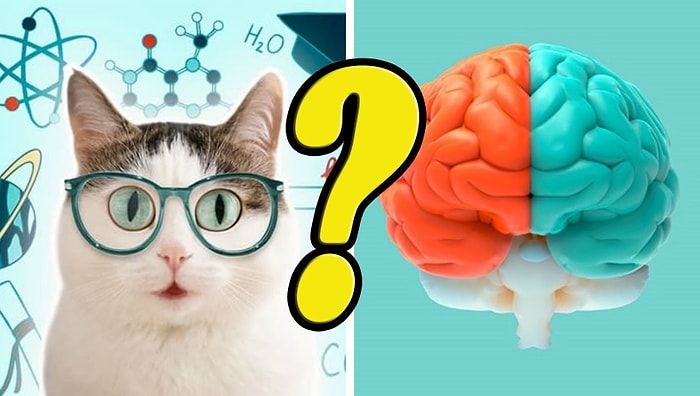 Тест на интеллект: А вы сможете пройти его на 11/14 или в вашем кругозоре сплошные дыры?