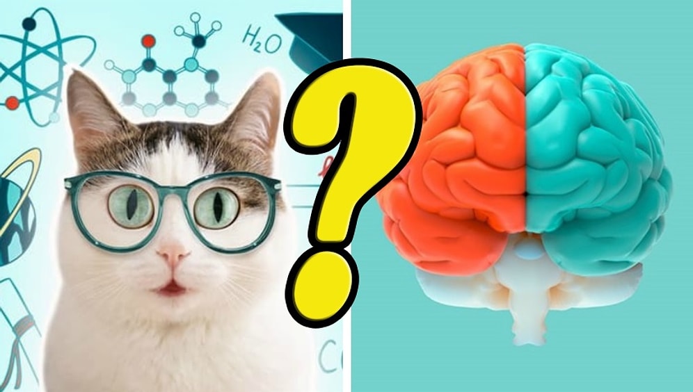 Тест на интеллект: А вы сможете пройти его на 11/14 или в вашем кругозоре сплошные дыры?