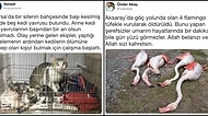 Aklımız Havsalamız Almıyor! Türkiye’de Son Dönemde Artan ve Önlem Alınmazsa Daha Çok Canımızı Yakacak Hayvan Katliamları