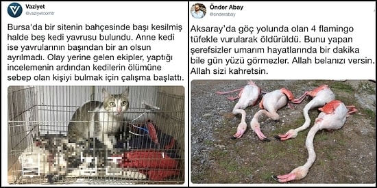 Aklımız Havsalamız Almıyor! Türkiye’de Son Dönemde Artan ve Önlem Alınmazsa Daha Çok Canımızı Yakacak Hayvan Katliamları