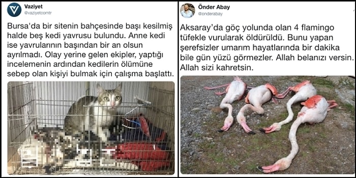 Aklımız Havsalamız Almıyor! Türkiye’de Son Dönemde Artan ve Önlem Alınmazsa Daha Çok Canımızı Yakacak Hayvan Katliamları