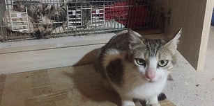 Bursa'da Vahşet! Beş Kedi Yavrusu Başları Kesilmiş Halde Bulundu