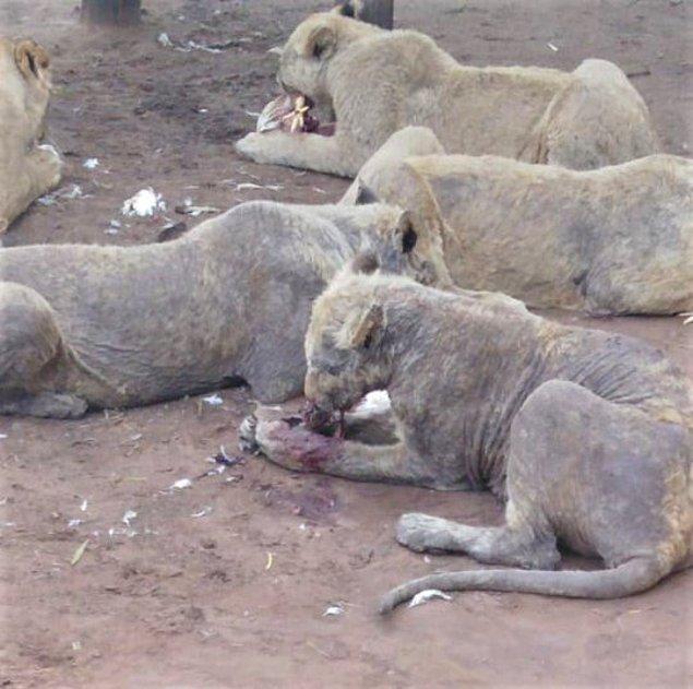 Uluslararası/Afrika Hümanist Topluluğu Vahşi Yaşam yöneticisi Audrey Delsink, yavru aslanların neden böyle bir hayata sürüklendiğini açıkladı.