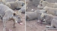 Utan İnsanoğlu! Yetişkin Olup Turistlerin İlgisini Kaybettiği İçin Kaderine Terk Edilen Aslanların İçler Acısı Halleri