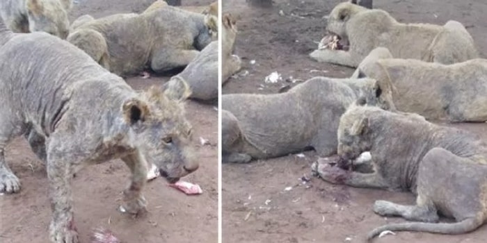 Utan İnsanoğlu! Yetişkin Olup Turistlerin İlgisini Kaybettiği İçin Kaderine Terk Edilen Aslanların İçler Acısı Halleri