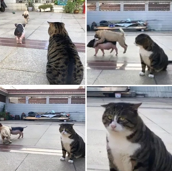 8. «Ты только глянь на эту срамоту, человек».