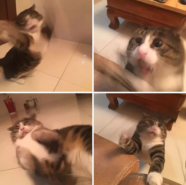 10. У Грампи Кэт появился серьезный конкурент.