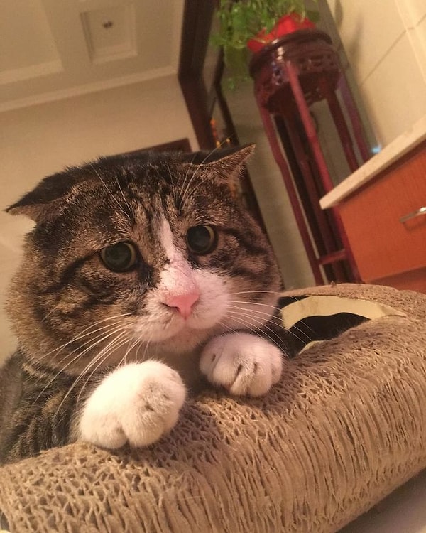 11. «Я тут кое в чем провинился... Даже не знаю, как сказать...» 😳