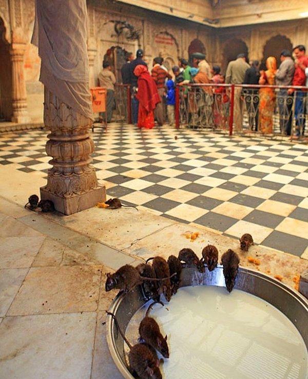 17. Hindistan'da birçok hayvanın kutsal olduğunu düşünüyorlar ve bunlardan biri de Karni Mata tapınağında ibadet edilen sıçanlar.