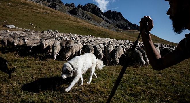 Her Şey Eğitim İçin! Sınıf Kapanmasın Diye Koyunları Öğrenci Olarak Kaydettiler