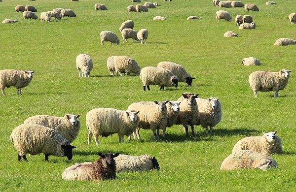 Okula köpeğiyle birlikte gelen yerel çobanlardan biri, sürüsündeki 50 koyundan 15’ini resmen kaydettirdi.