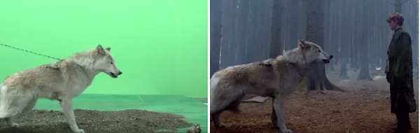 Вы же не думали, что дикого волка вот так взяли и отпустили?