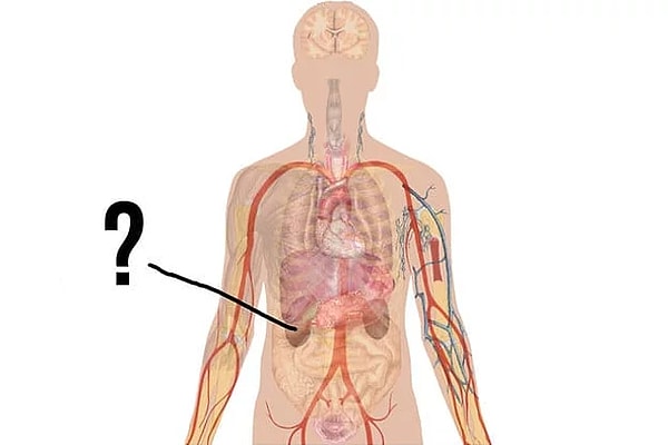 8. Как называется орган, отмеченный стрелкой?