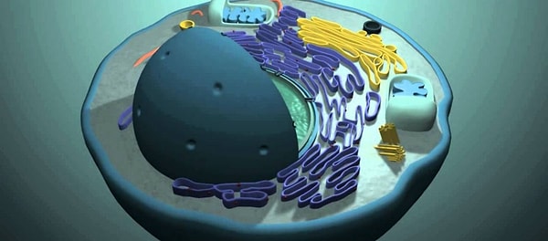 9. Какая клетка самая большая в организме человека?