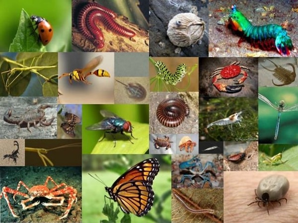 7. Какое из этих животных относится к классу насекомых?