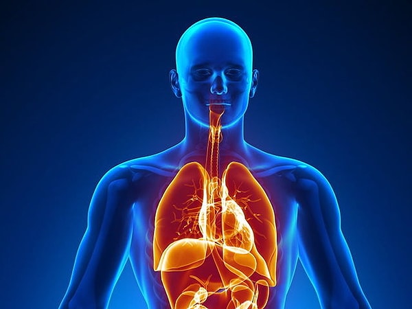 10. Какой из этих органов относится к эндокринной системе человека?