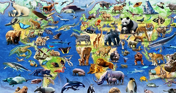 22. Какое из этих животных яицекладущее млекопитающее?