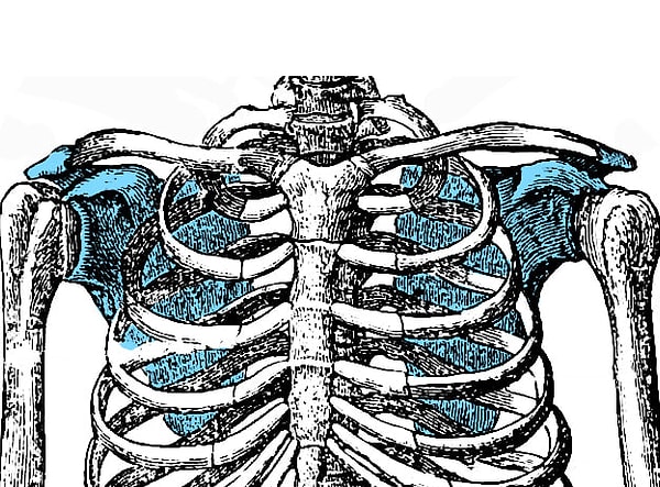 8. Назовете эту кость человеческого скелета?