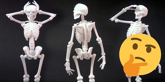 А вы сможете угадать названия этих костей человеческого скелета и ни разу не ошибиться?