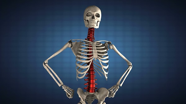 11. Вопрос на засыпку! Из скольки костей состоит скелет человека?