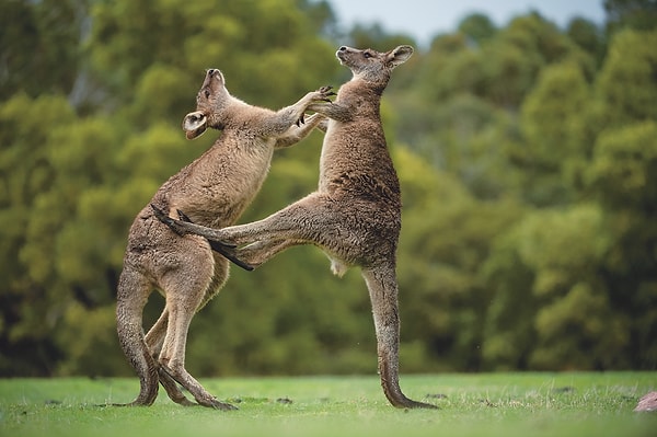 5. Длинноног... кенгуру