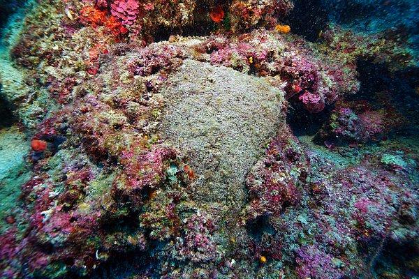 Yürütülen çalışmalarda batığın yaklaşık 50 metre derinlikte olduğu ve en az 1500 kiloluk külçe bakır yükü bulunduğu kanıtlandı.