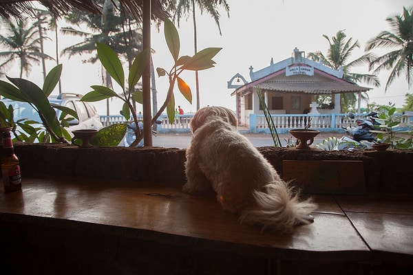 Вы тихий влюбленный!