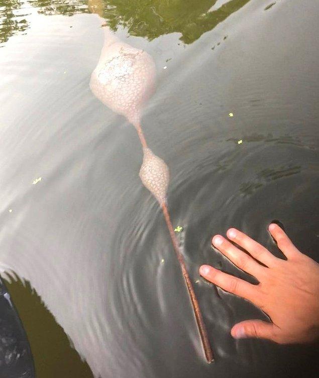 9. "Bunu dün Mississippi Nehri'nde kano yaparken buldum. Sanırım bir tür mantar ama hayatım boyunca hiç görmemiştim."