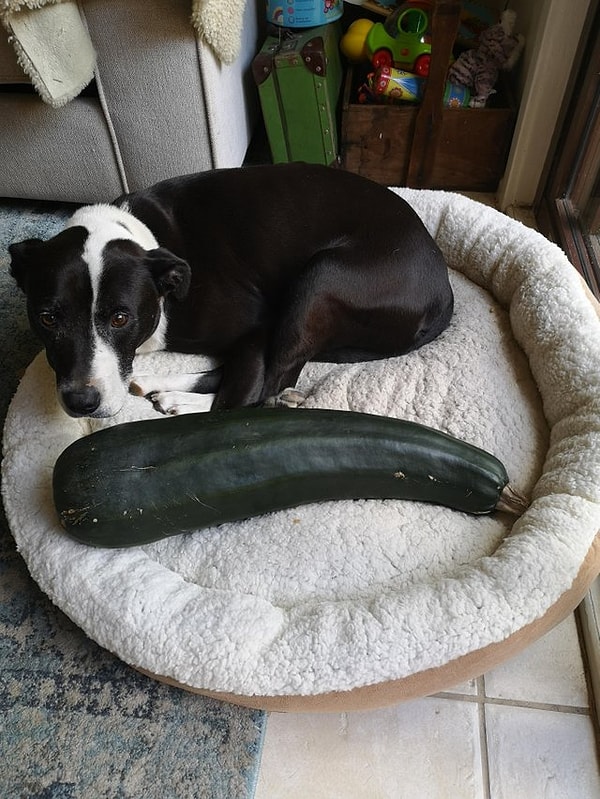 23. Собака в шоке от кабачка