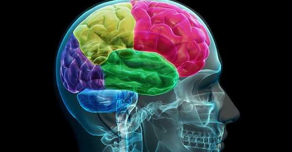 5. Самая большая часть мозга называется...