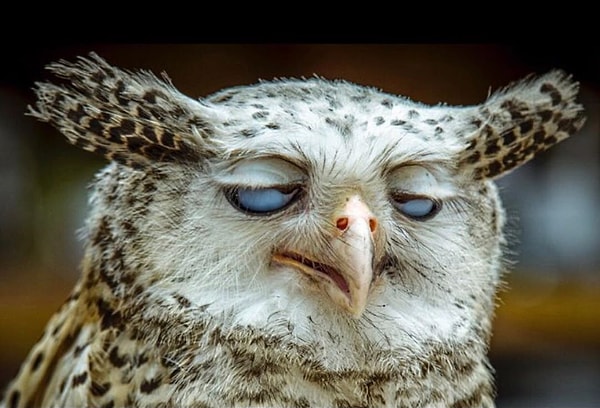 15. Какая птица самая большая в мире?