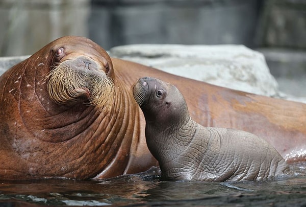 1. Как называют самку моржа?