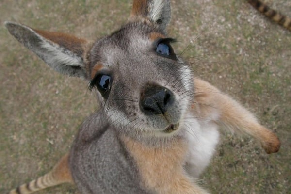 7. Как называют самку кенгуру?