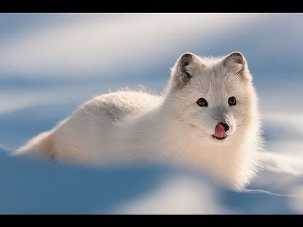 8. Самка песца будет правильно...