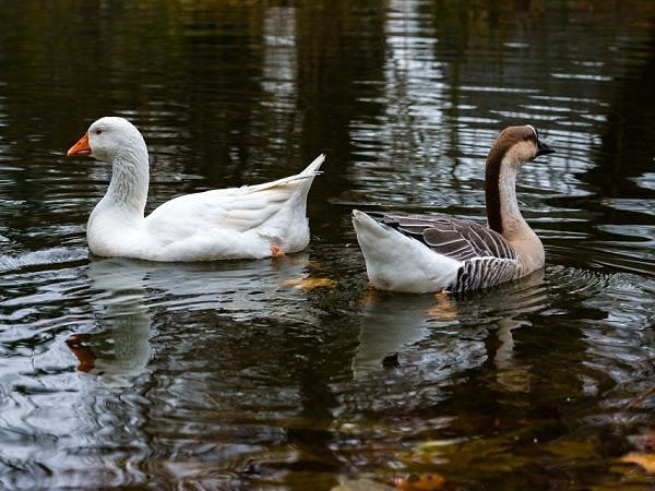 9. Самка гусака?