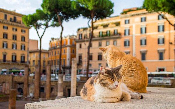 4. Roma'da Jül Sezar'ın öldürüldüğü tapınak, günümüzde yüzlerce kedinin sığındığı bir yer haline gelmiştir.