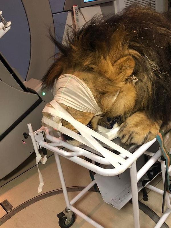 260 kg'lık aslan 'Chaos', önce anestezi altında sakinleştirildi. Bir sedyeye bağlanan aslan, cilt kanserinin tedavi edilmesi için beşeri Muelmed Mediclinic hastanesine arka kapıdan sokuldu.