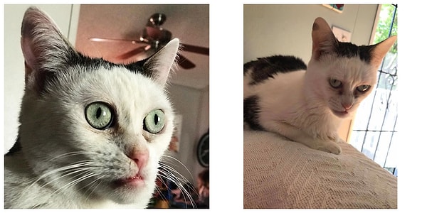 Хозяйка Марлы, Джен Чавес, в беседе с журналистами рассказала как кошка оказалась в их семье.