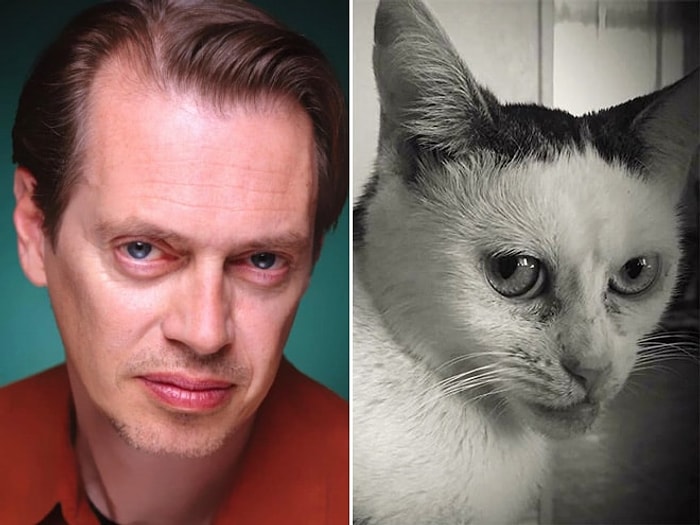 Знакомьтесь, харизматичная кошка Марла, которая так похожа на Стива Бушеми и не только
