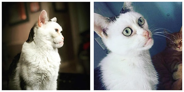 В 2016 году Джен потеряла любимую кошку и решила взять другого котёнка из приюта.