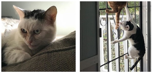 К удивлению Джен, кошка оказалась милая и застенчивая. Работники приюта рассказали, что Марла живёт в приюте на протяжении 2 лет, а попала она к ним будучи 2-дневным котёнком.