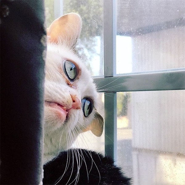 Тогда Джен решила, что у этой необычной крошки должен быть свой теплый уютный дом, и что она отлично впишется в их семью.