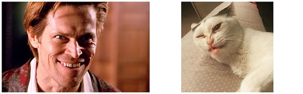 Джен регулярно постит новые фото любимицы и популярность киски набирает обороты.