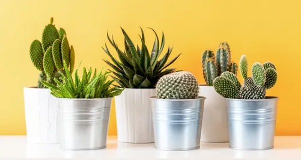 4. На какой кактус сразу же упал ваш взгляд?