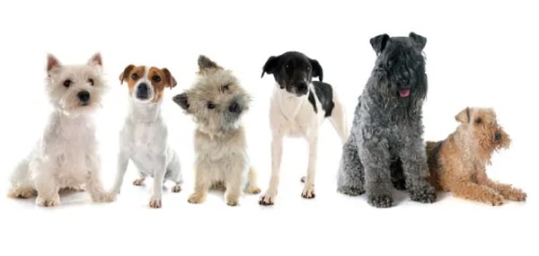 5. Какую собаку заметили первой?