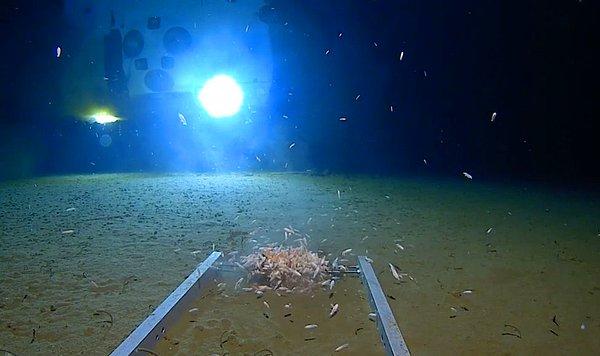 Okyanusun dibinde dört saat gözlem yapan kâşif, plastik poşet ve ambalaja da rastladı