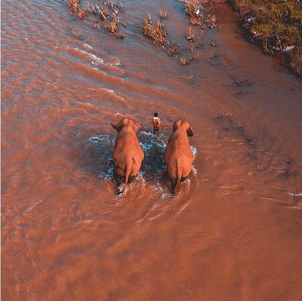 15. Görkemli fillerle birlikte nehri geçen bir yerlinin fotoğrafı.