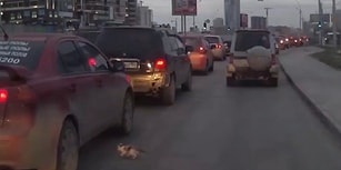 Araç Yoluna Giren Yavru Kediyi Ezilmekten Kurtaran Güzel İnsan